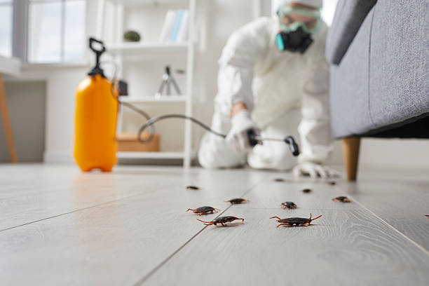 Commercial Rodent Management in Homer City